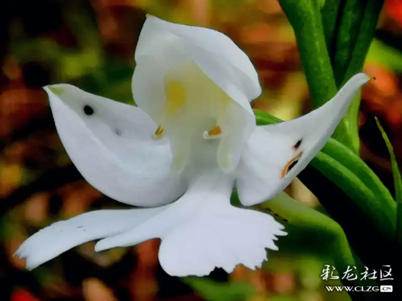 洁白高雅的鹅毛玉凤花