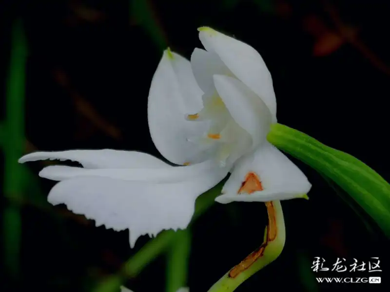 洁白高雅的鹅毛玉凤花