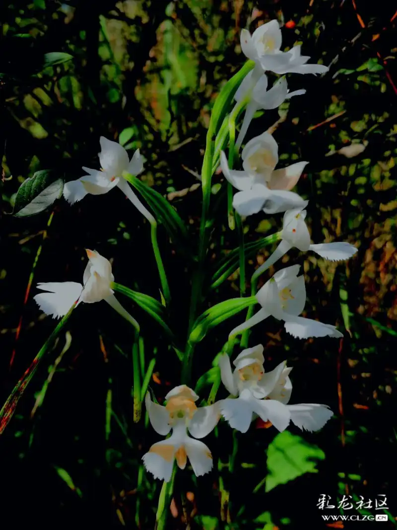 洁白高雅的鹅毛玉凤花