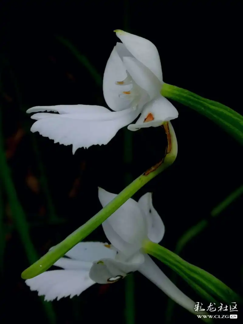 洁白高雅的鹅毛玉凤花