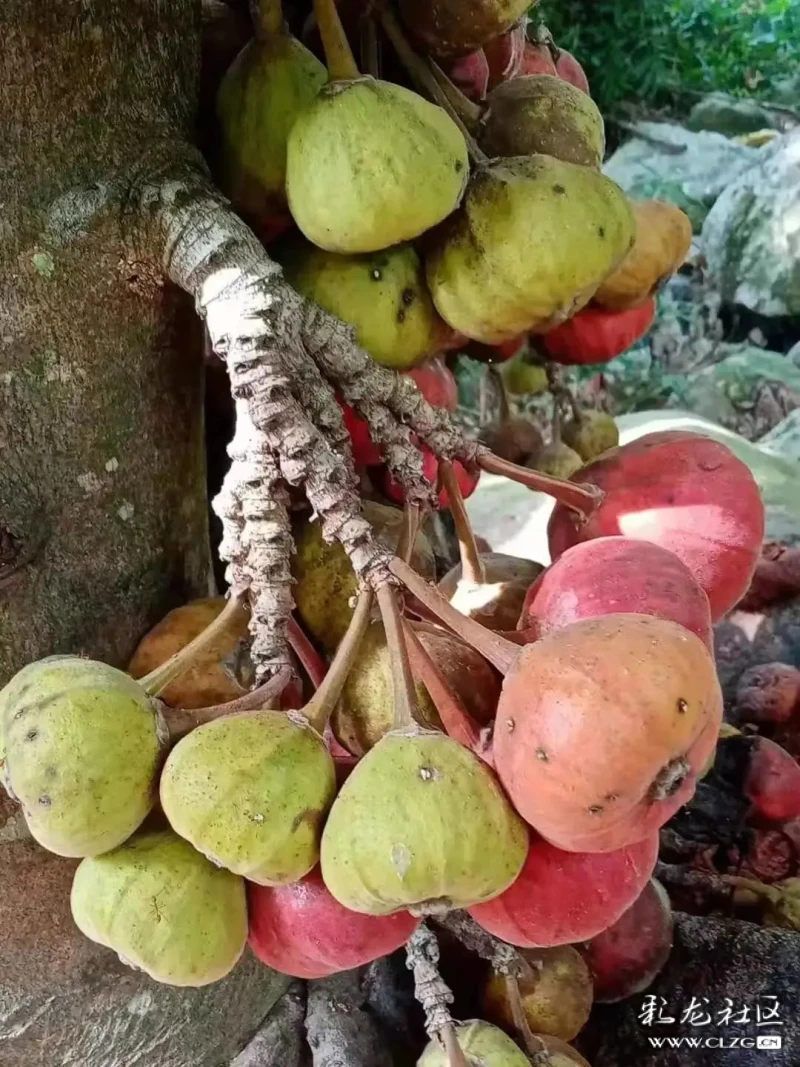 绘说雨林无花果木瓜榕傻傻分不清楚