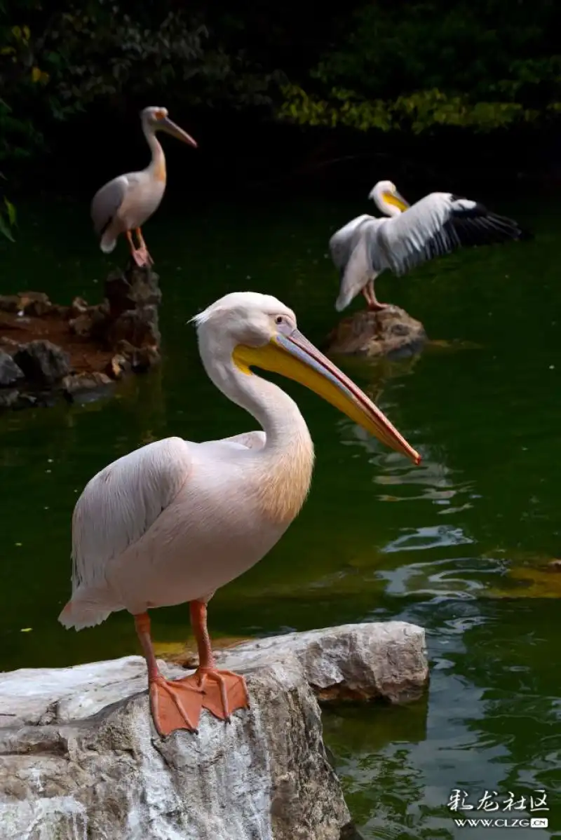 白鹈鹕张开翅膀迎接cop15