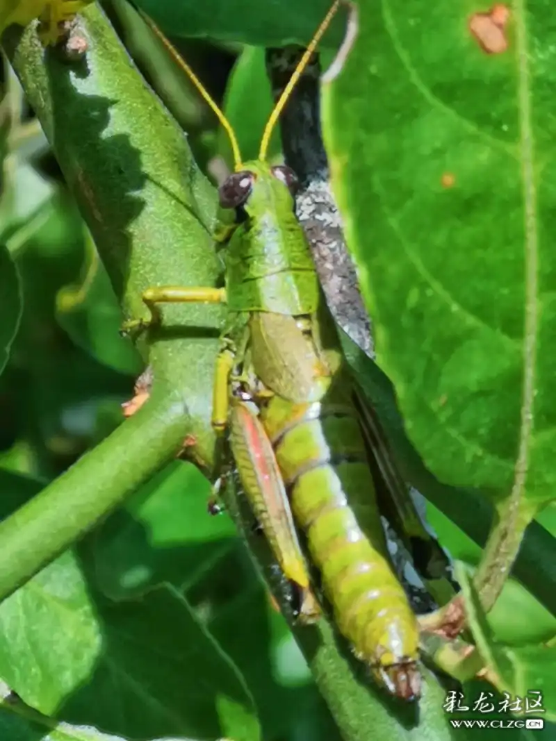 昆虫记之(47)绿色大蚂蚱!-彩龙社区