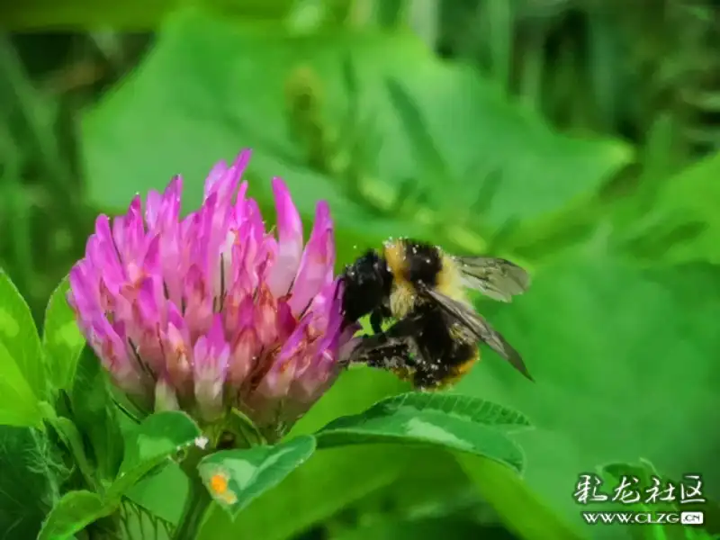 昆蟲記之48中華木蜂