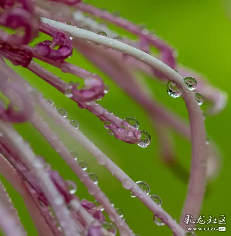 菊月雨后赏水晶菊