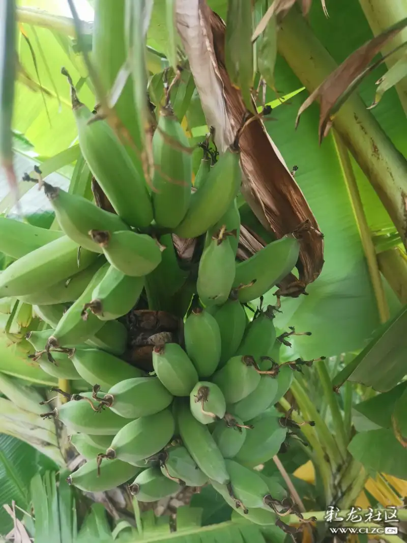 绿芭蕉雪山雄鹰