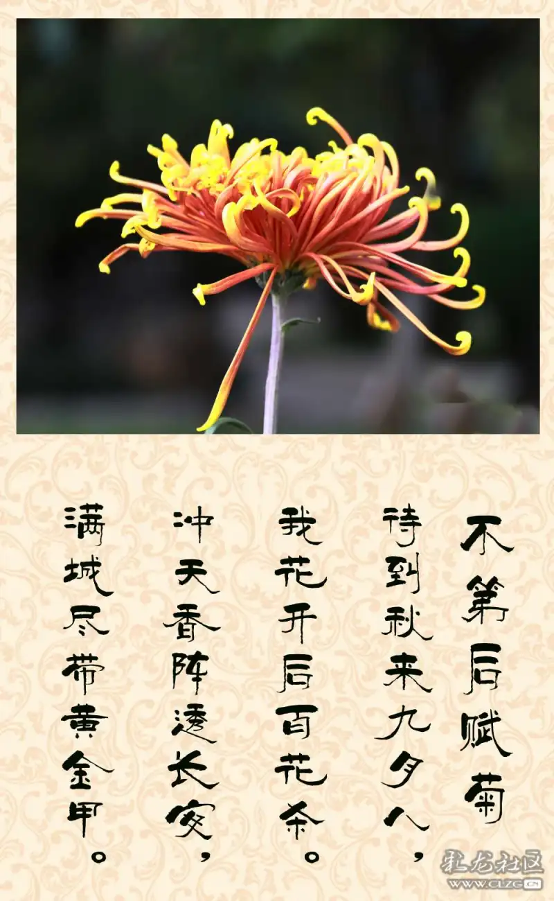 前一段时间拍了些菊花,挑选几张后期制作,配上颂菊古诗,与朋友分享.