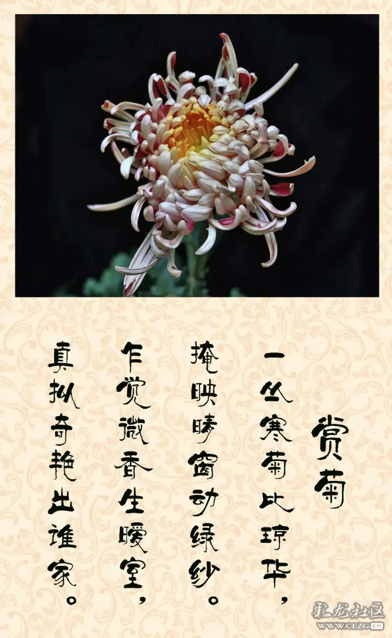 前一段时间拍了些菊花,挑选几张后期制作,配上颂菊古诗,与朋友分享.