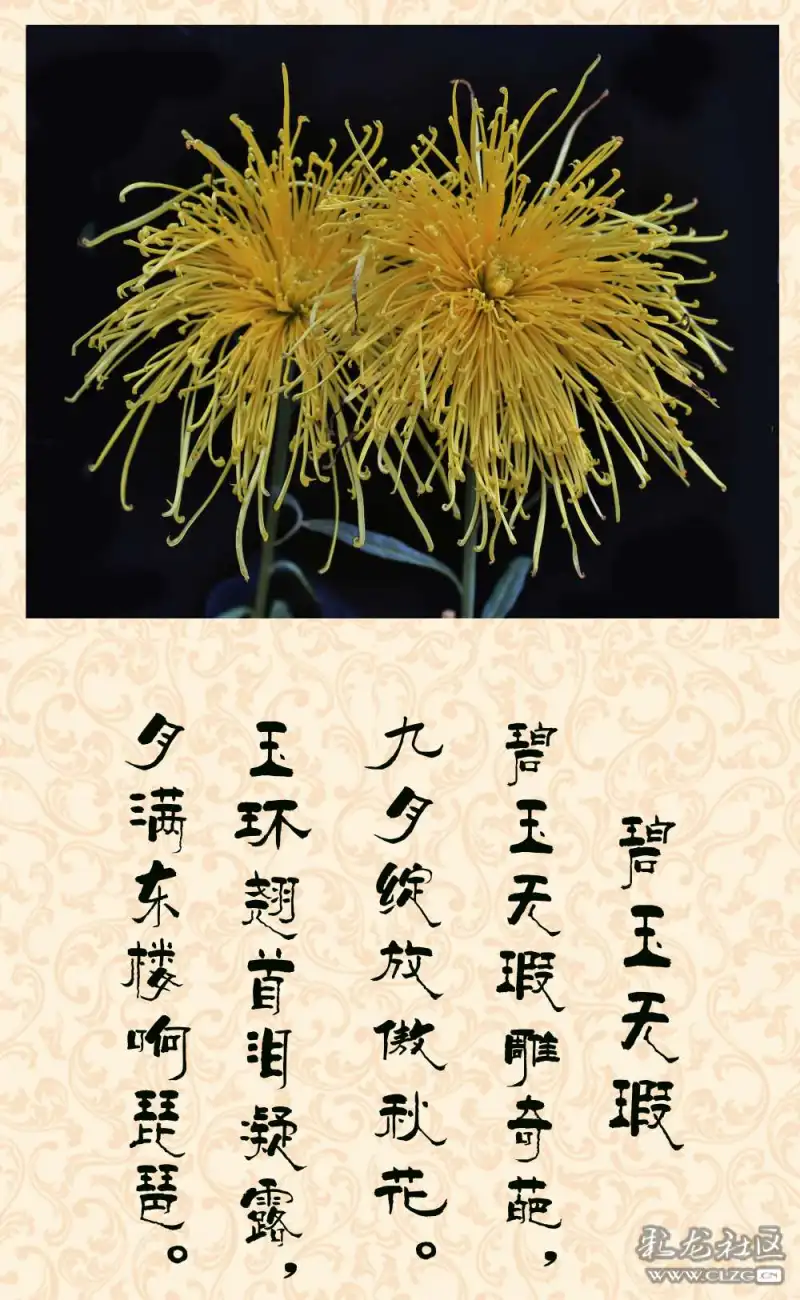 前一段时间拍了些菊花,挑选几张后期制作,配上颂菊古诗,与朋友分享.