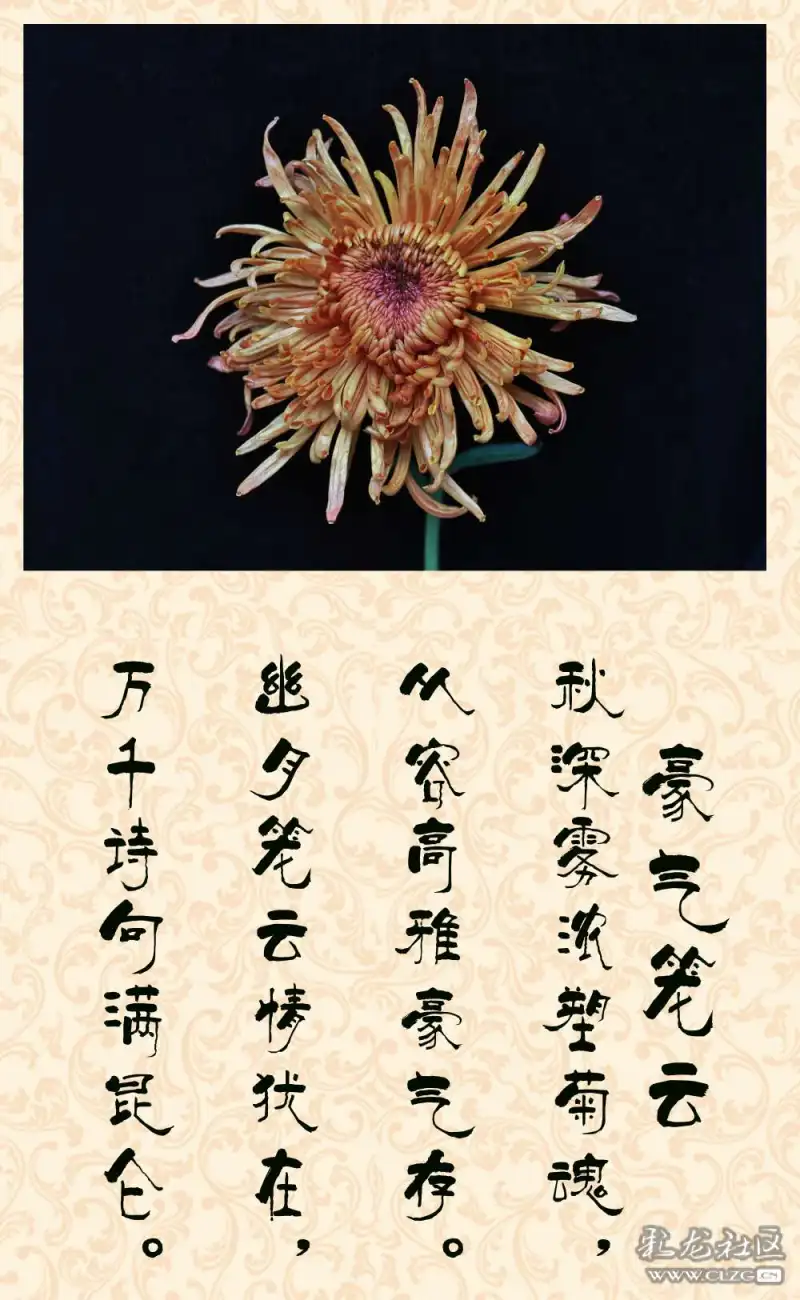 前一段时间拍了些菊花,挑选几张后期制作,配上颂菊古诗,与朋友分享.