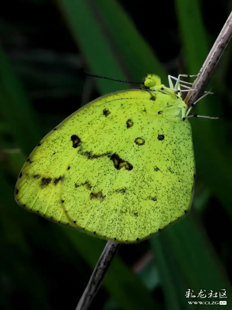 昆虫记之53宽边小黄粉蝶