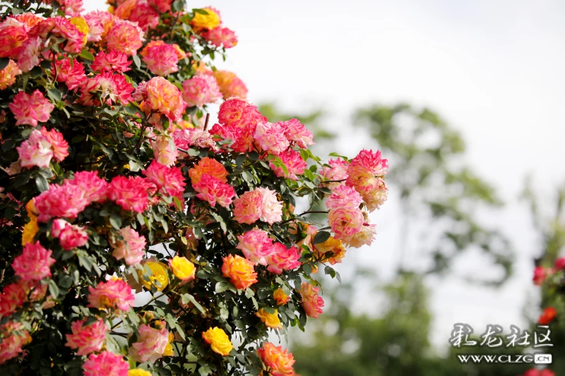 在呈贡遇见春天锦柏生态园