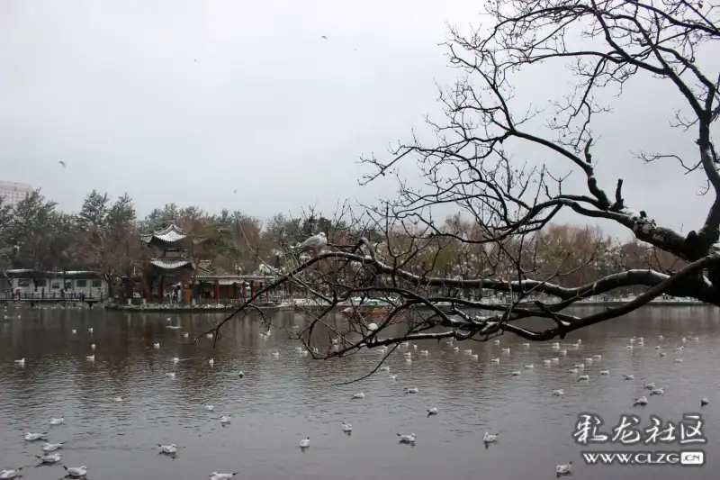 朝花夕拾之图记2016年昆明翠湖雪景海鸥