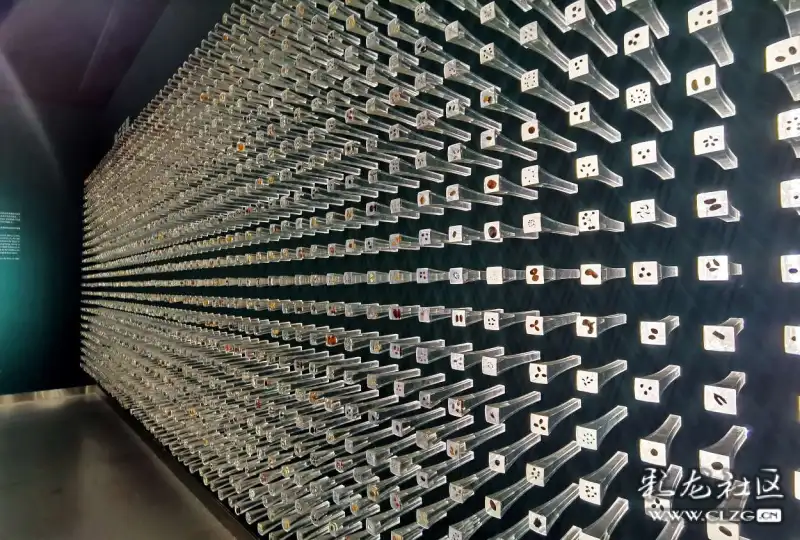 走进扶荔宫探秘植物王国之四种子博物馆