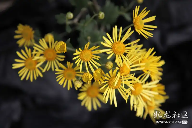 今天是寒衣节借用清代诗人席佩兰寒衣节幽明隔两界冷暖总凄凄
