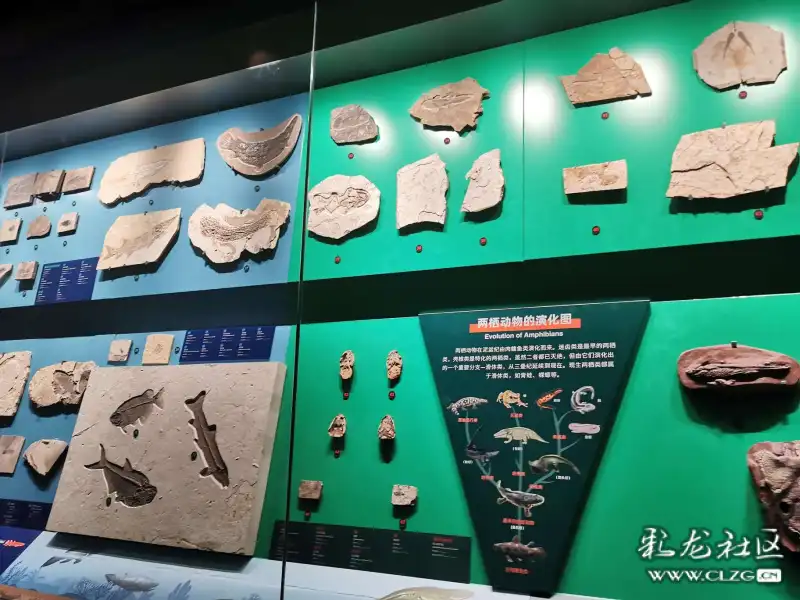 探访澄江化石地世界自然遗产博物馆