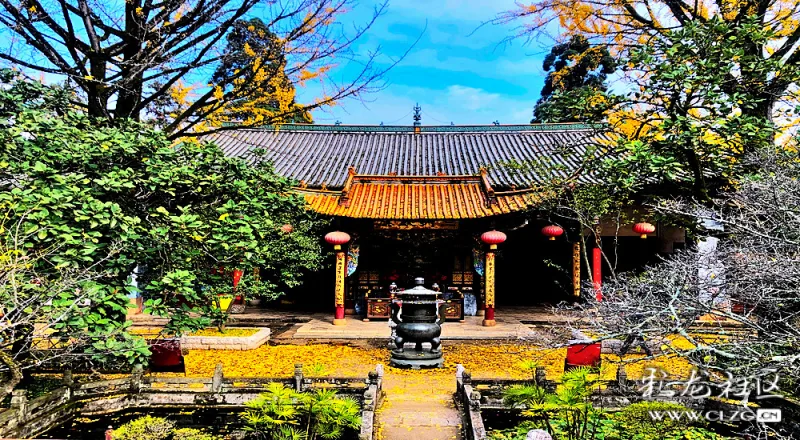 昆明西山华亭寺朱红飞檐下金黄灿烂的银杏树