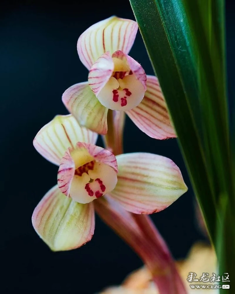 空谷芝兰-彩龙社区