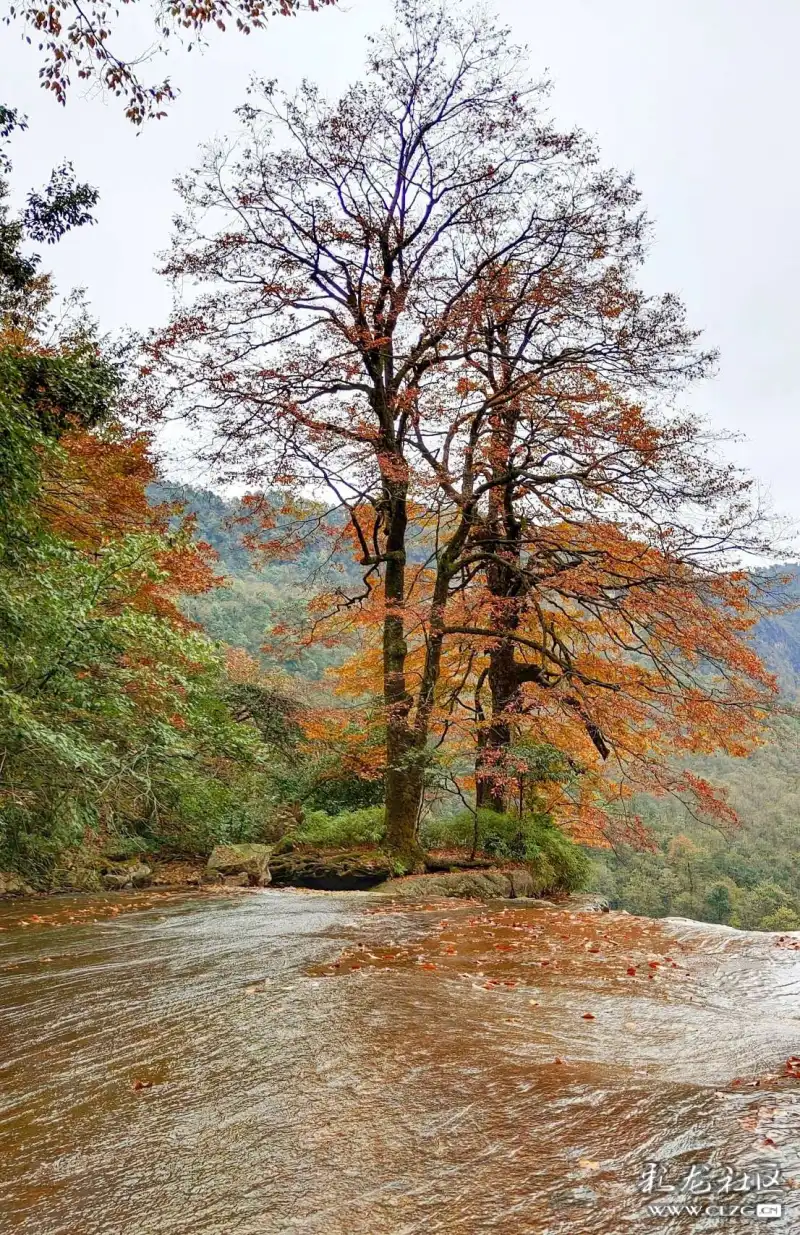 梦幻小草坝