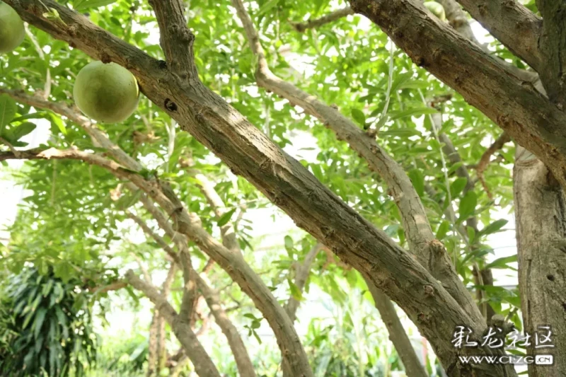 clzg_content&clzg_scale=1080,720