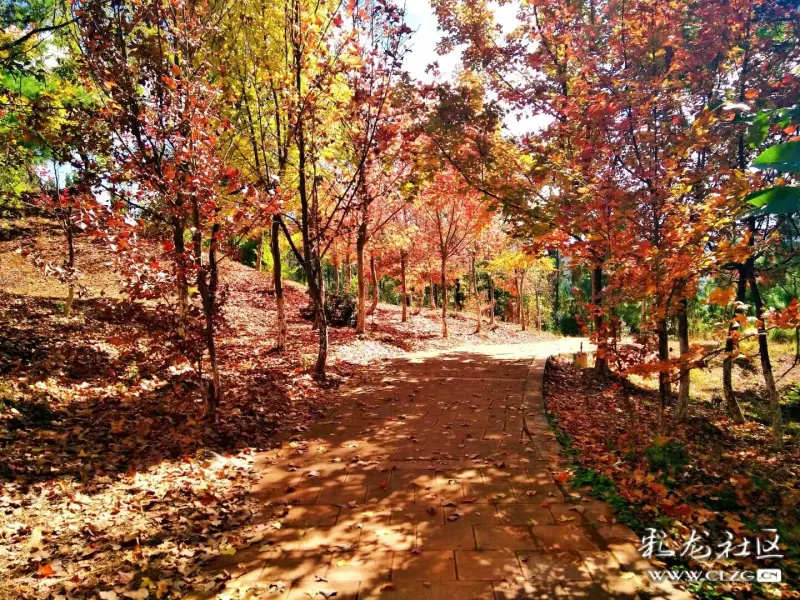 昆明海口林場森林公園楓葉紅