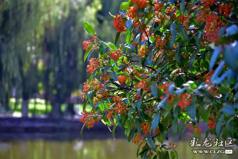 翠湖岸边的球花石楠