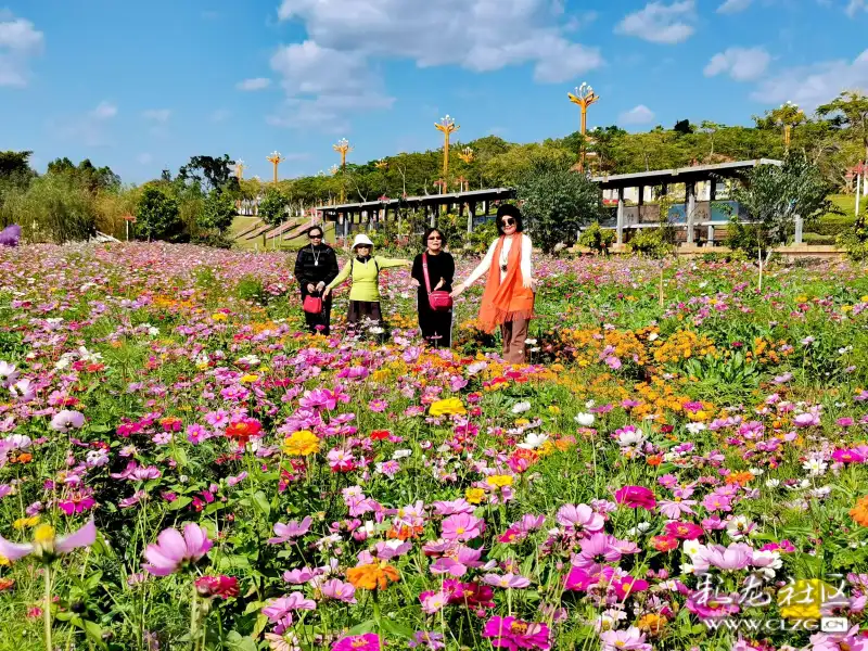 了一片開得正豔的花海,觀光列車就從花海邊駛過,走進花海就像在春天裡