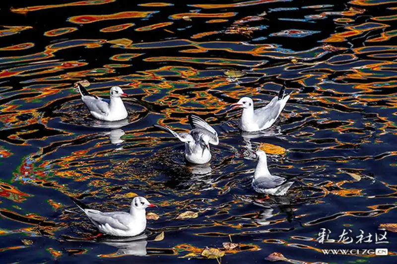 彩色水里的海鸥