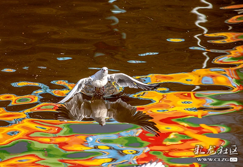 彩色水里的海鸥