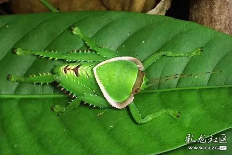 巨拟叶螽若虫,还挺可爱图片来自:百度百科03长相凶猛,内心柔软虽然巨