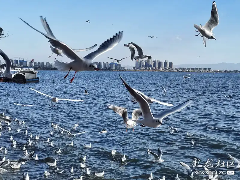 海鸥歌曲大全播放 clzg_content&clzg_scale=1974,1481