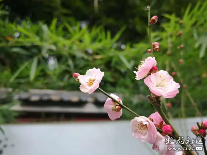 黑龍潭公園的梅花開