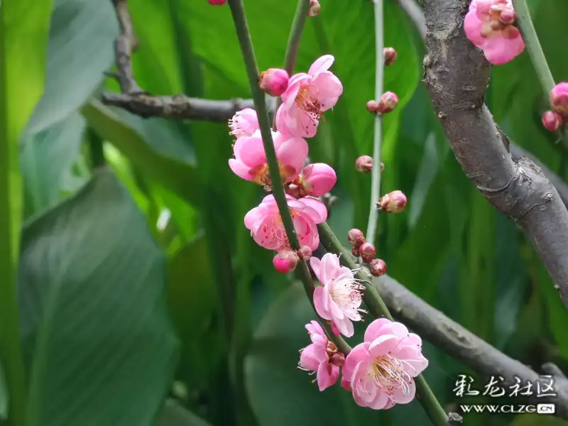 黑龍潭公園的梅花開