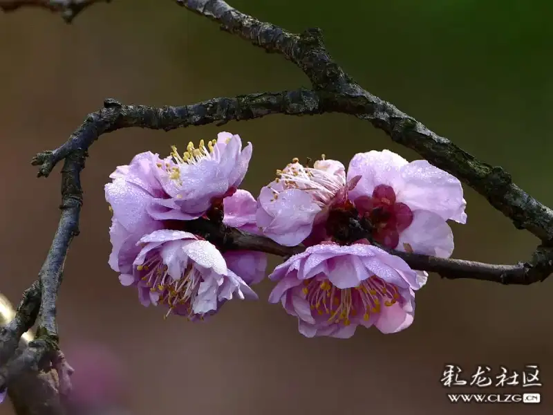 拍攝於昆明黑龍潭公園