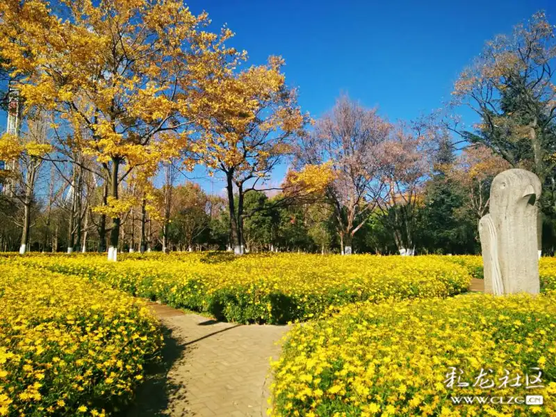 昆明春城冬季景色旖旎