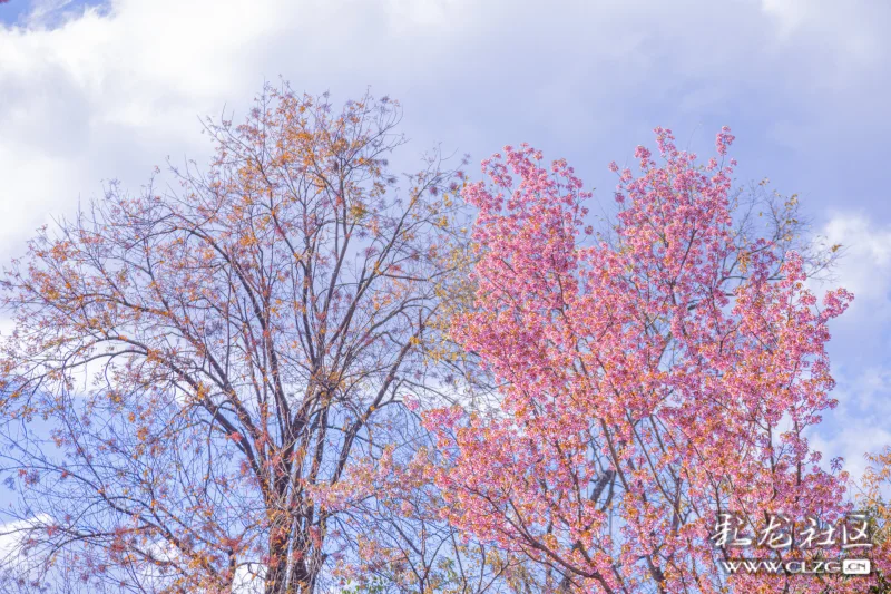 云南早樱与粉色昆明
