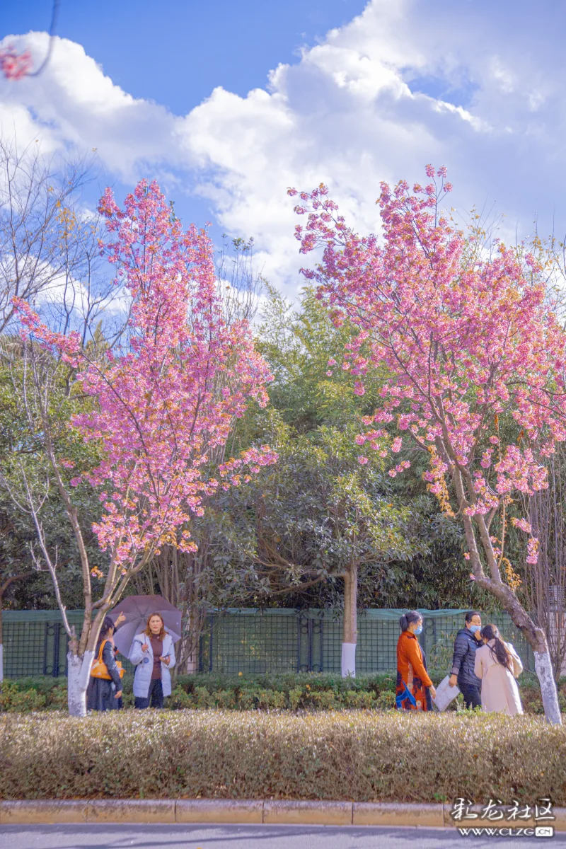 云南早樱与粉色昆明