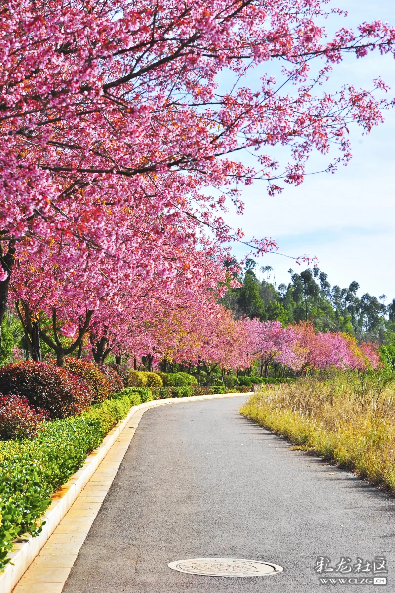 道路弯弯樱花绽放明年的网红打卡地就在这儿了