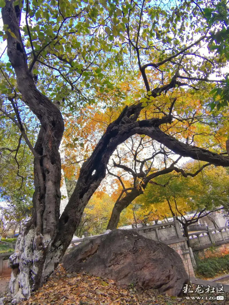 云南本土古树滇朴树