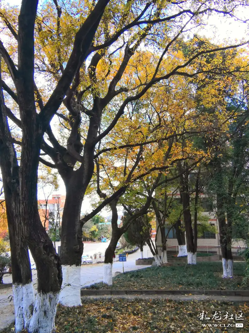 云南本土古树滇朴树