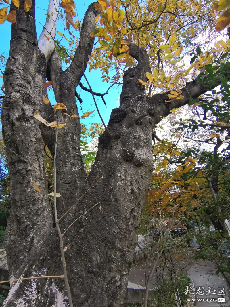 云南本土古树滇朴树
