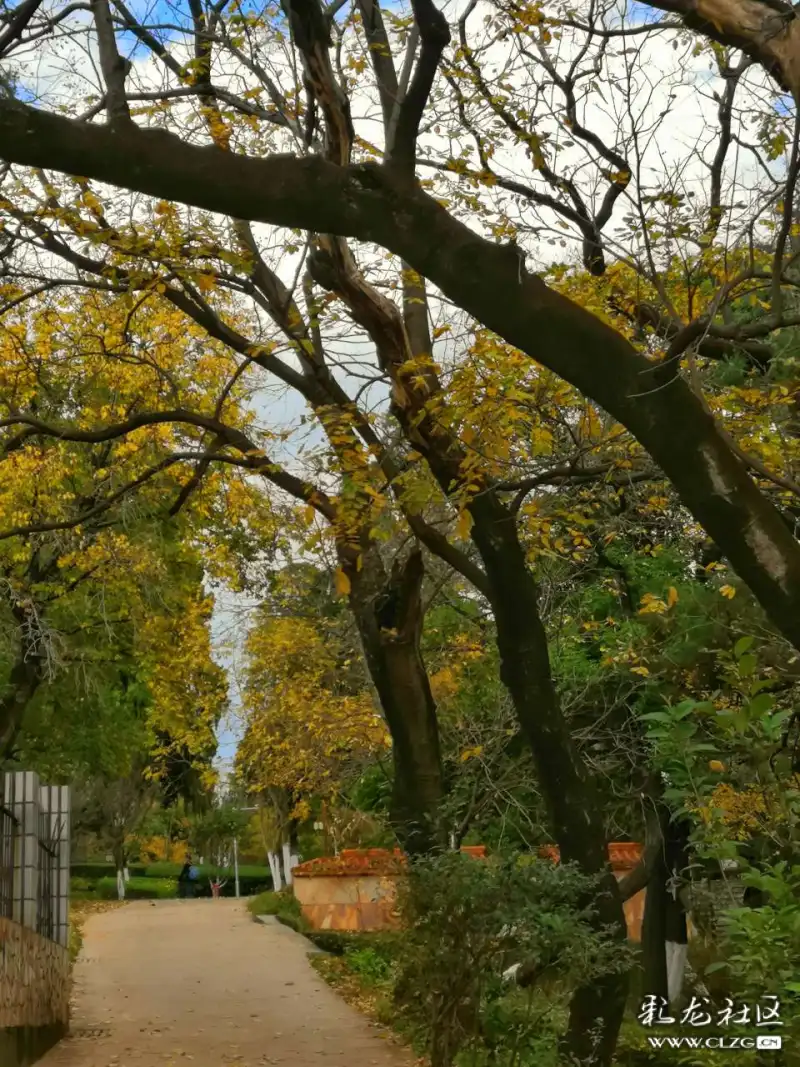 云南本土古树滇朴树