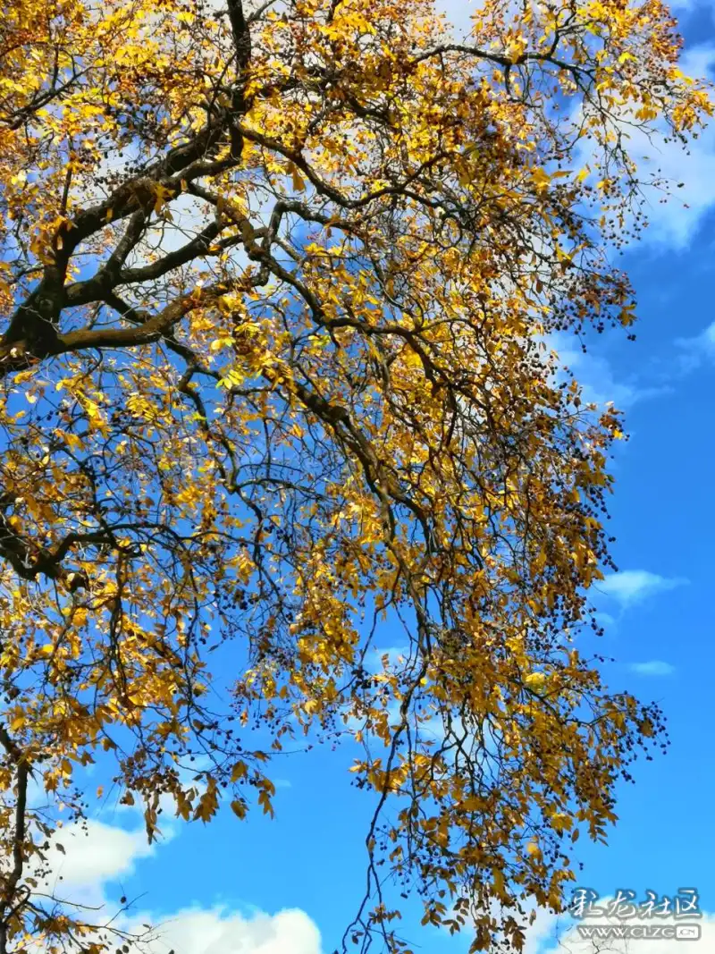 云南本土古树滇朴树