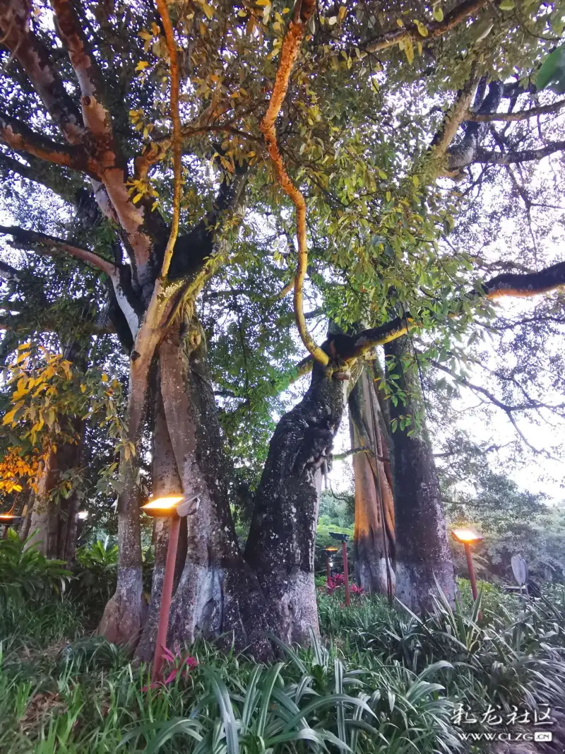 普洱倒生根公园-彩龙社区