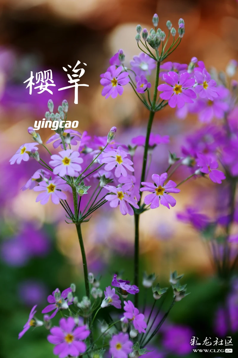 撸草打兔子顺手拍樱草