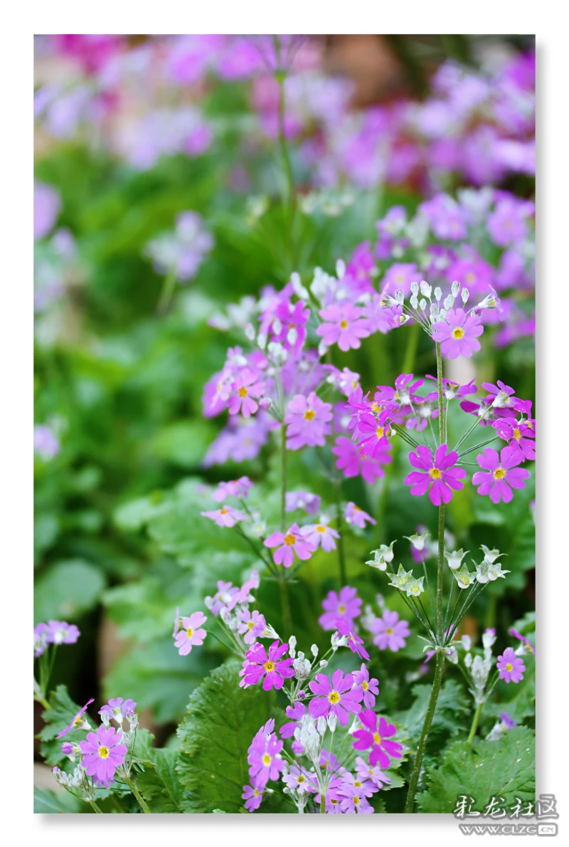 撸草打兔子顺手拍樱草