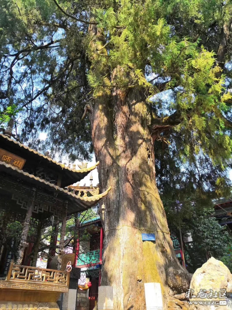 云南柏树与昆明二处不可多得的古柏