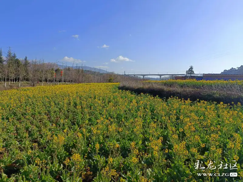 安宁温泉北塔村的油菜花提前一个多月绽放