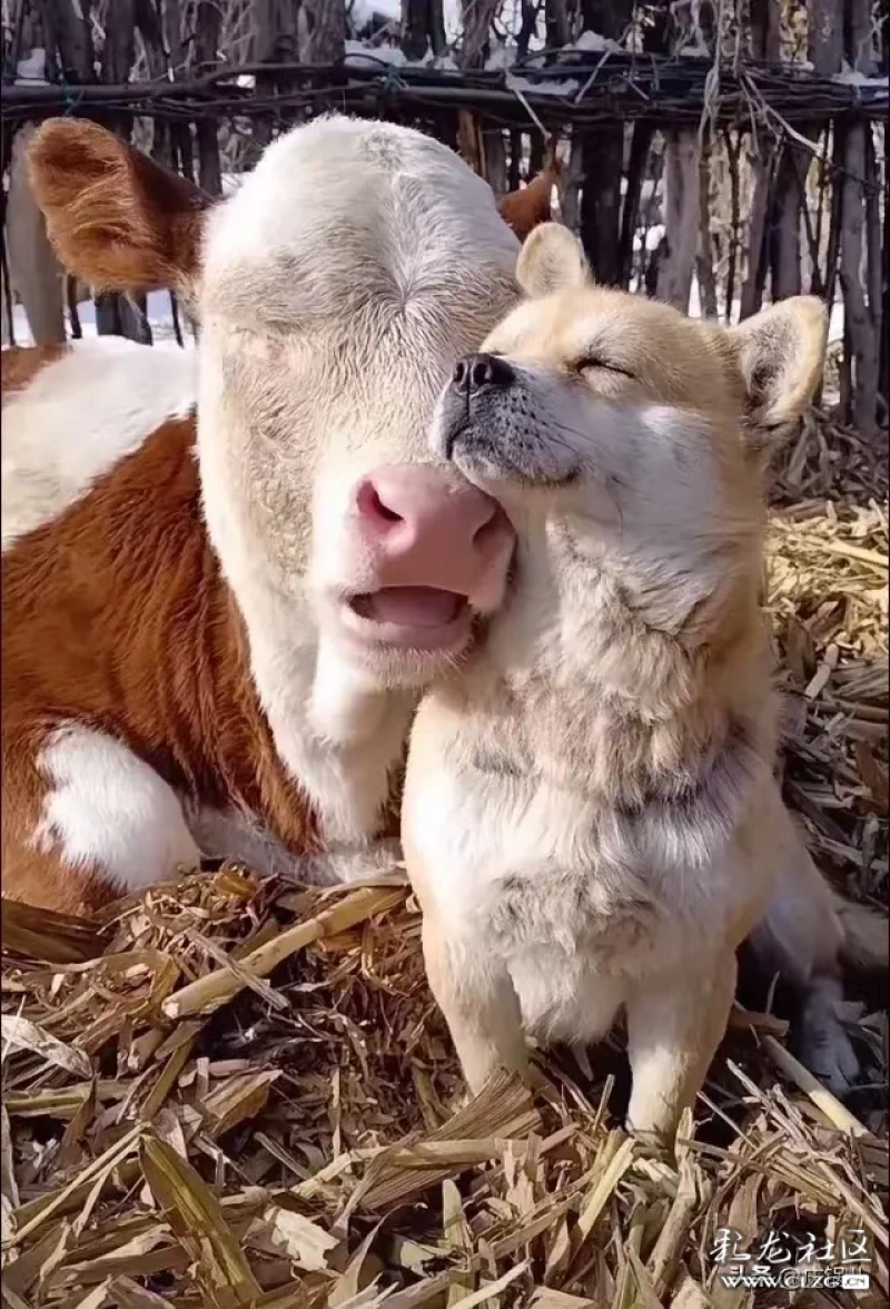 抗戰英雄板凳狗與昆明犬