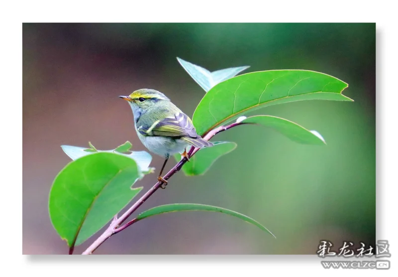 袖珍小鸟娇莺鸟